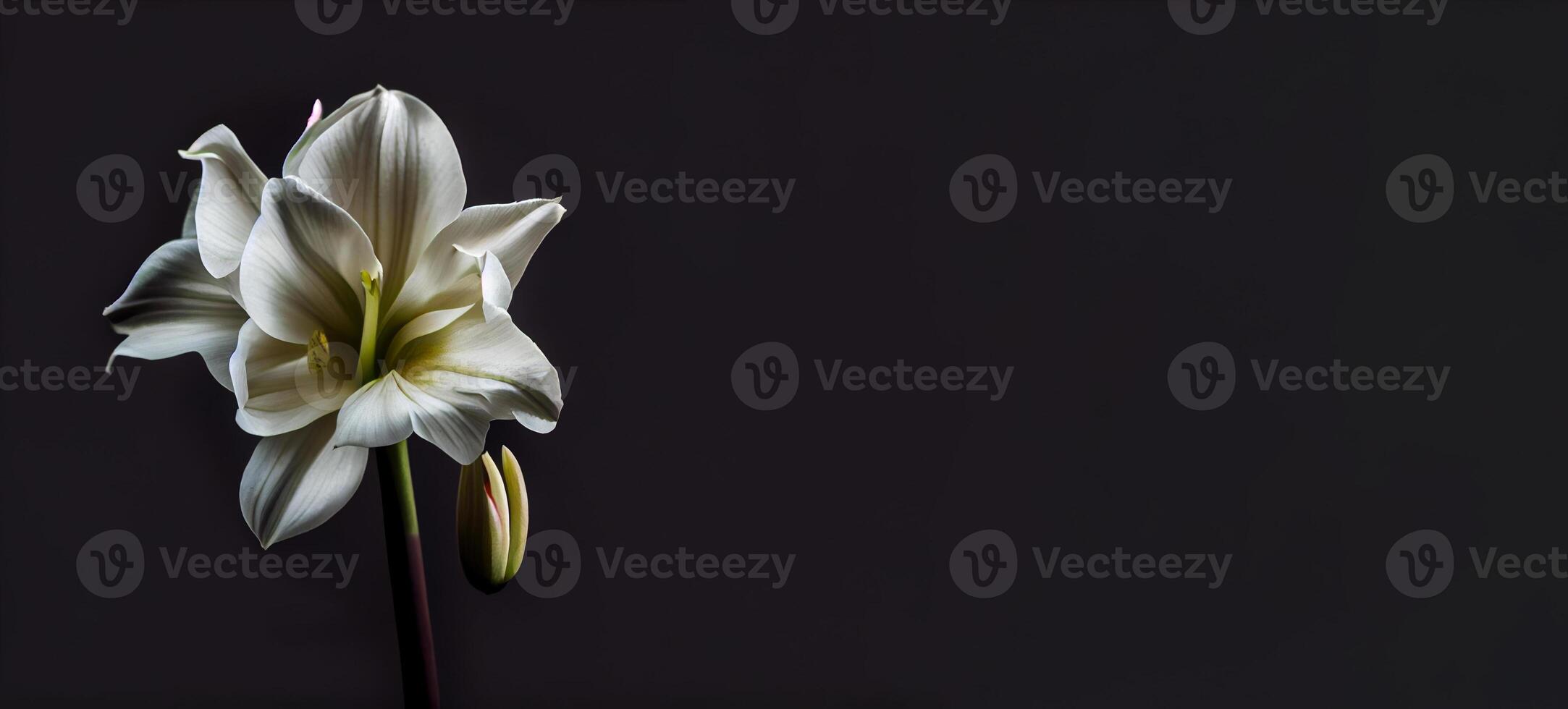 Dark Canna Flower in Black Background photo