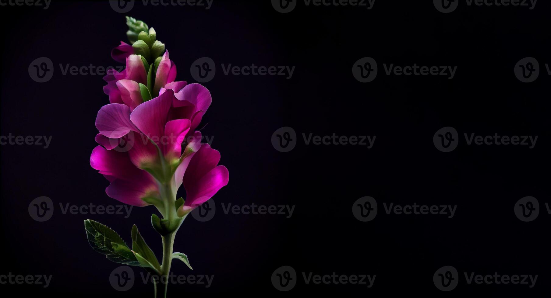 Dark snapdragon flower in black background photo