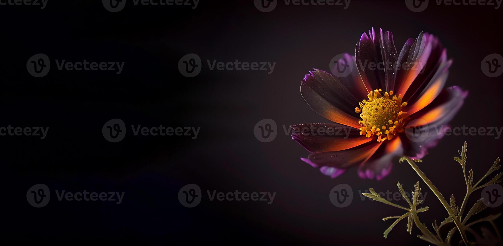 Dark cosmos flower in black background photo