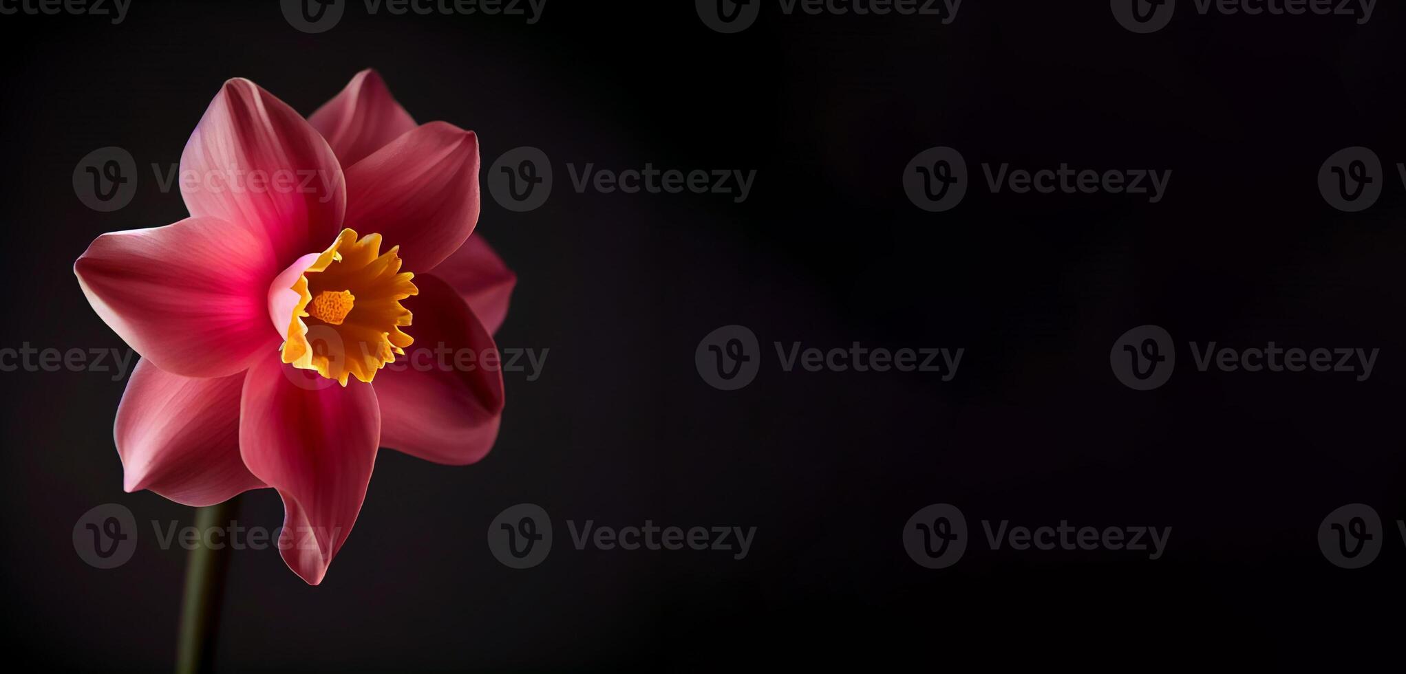 Dark daffodil flower in black background photo