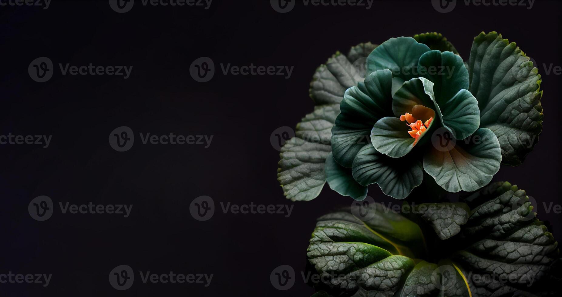 oscuro verde begonia flor en negro antecedentes ai generado foto