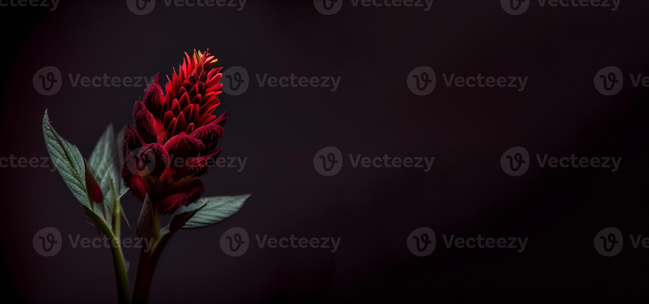 dark celosia flower in black background photo