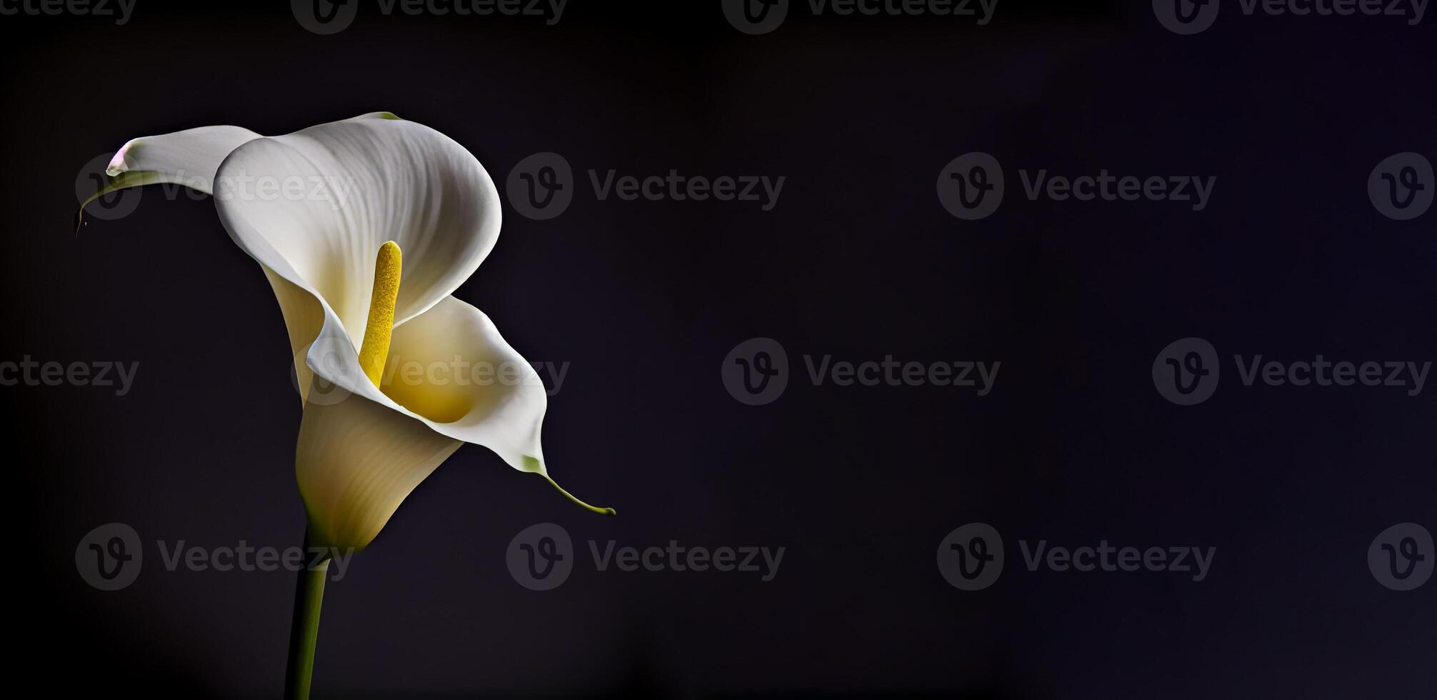 Dark Calla Lilly flower in black background photo