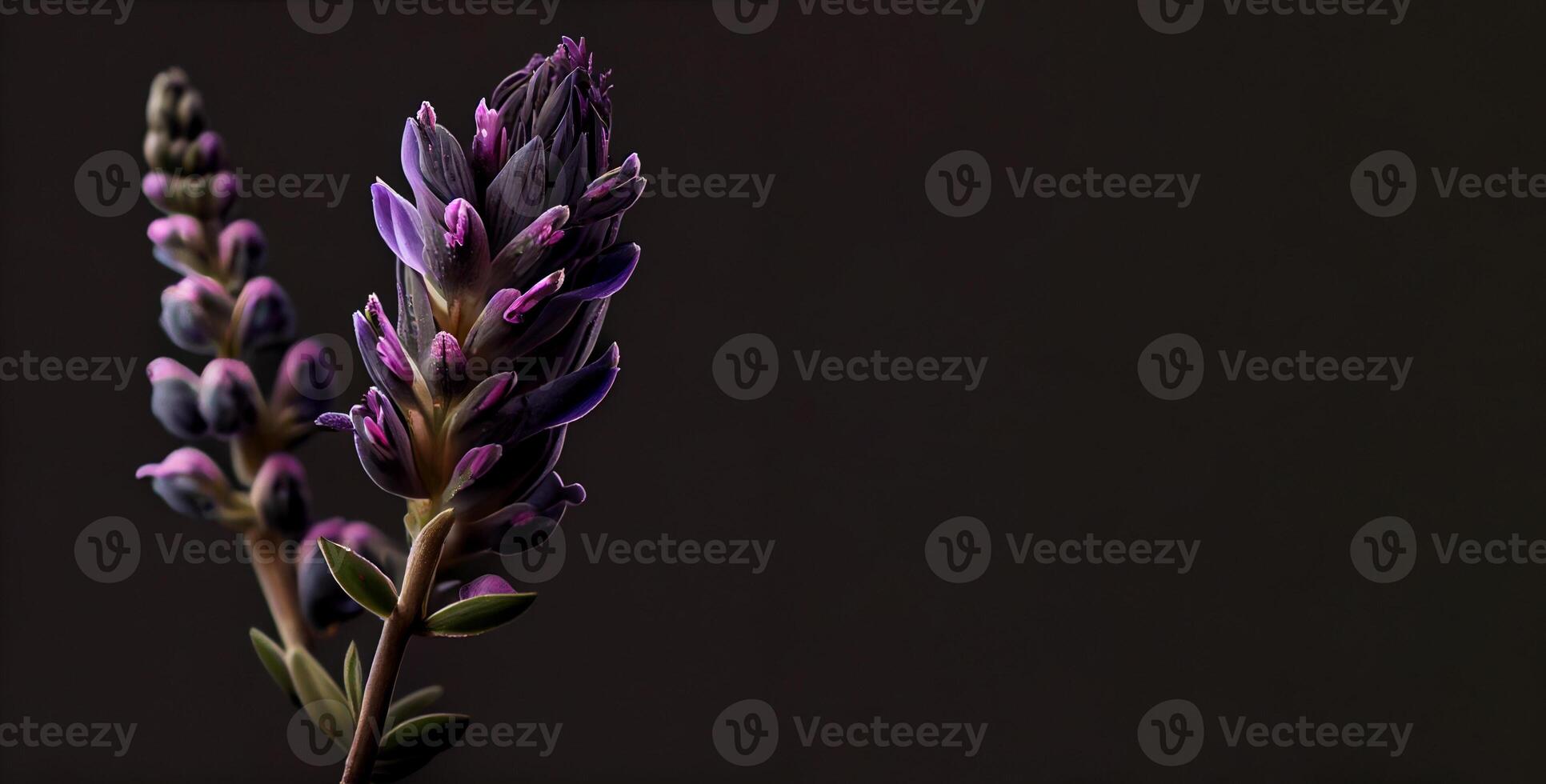 dark celosia flower in black background photo