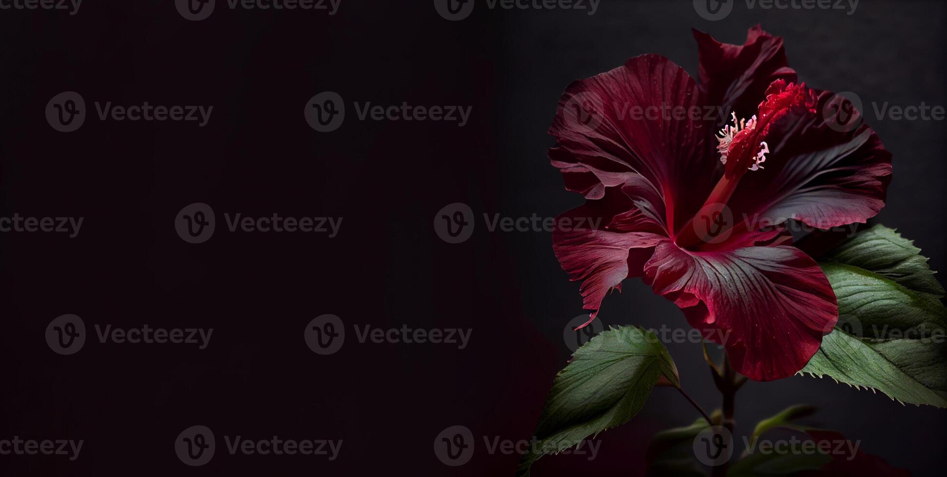 Dark petunia flower in black background photo