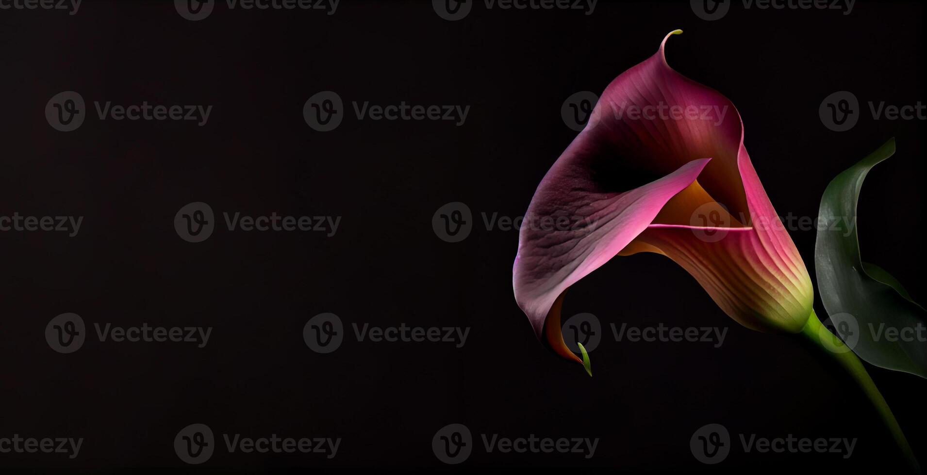 Dark Calla Lilly flower in black background photo