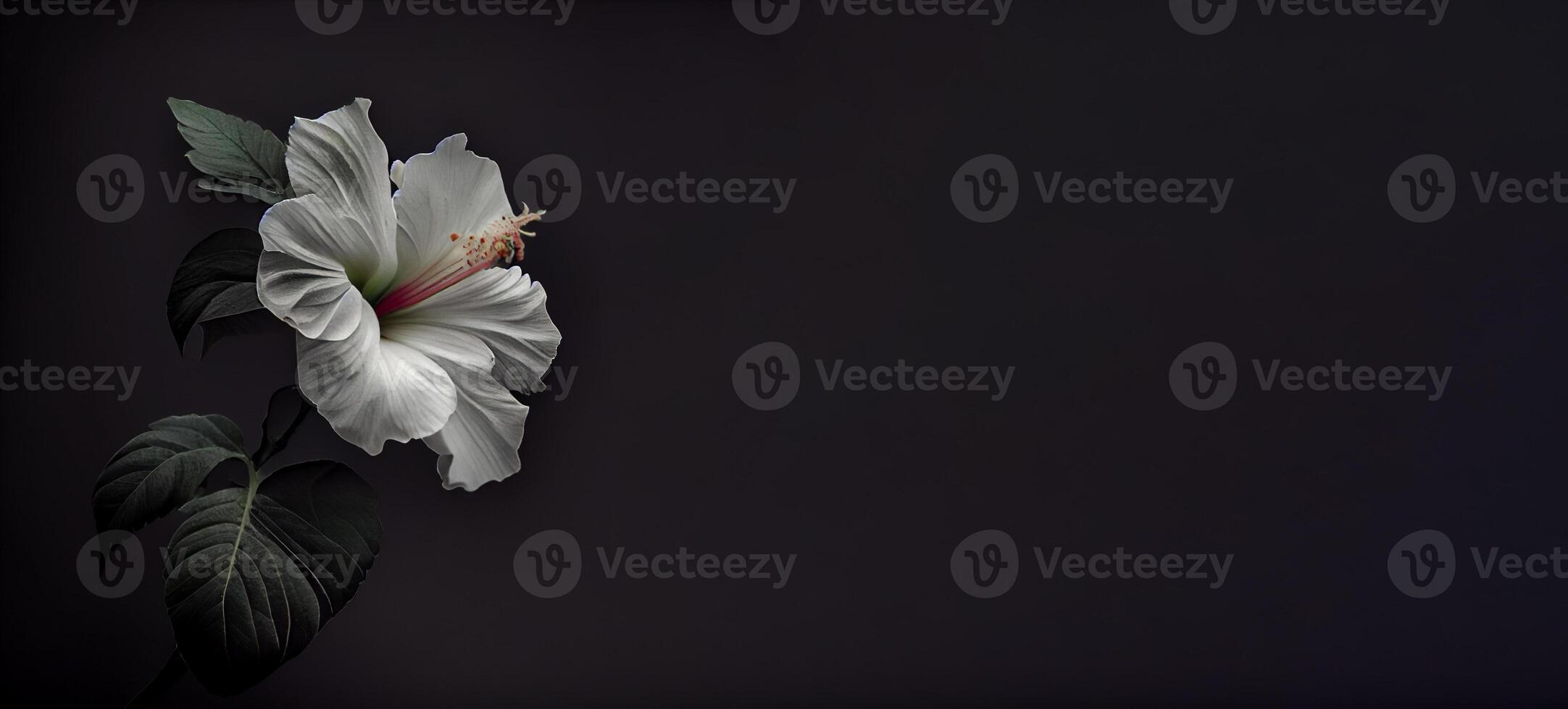 dark white hibiscus flower in black background photo