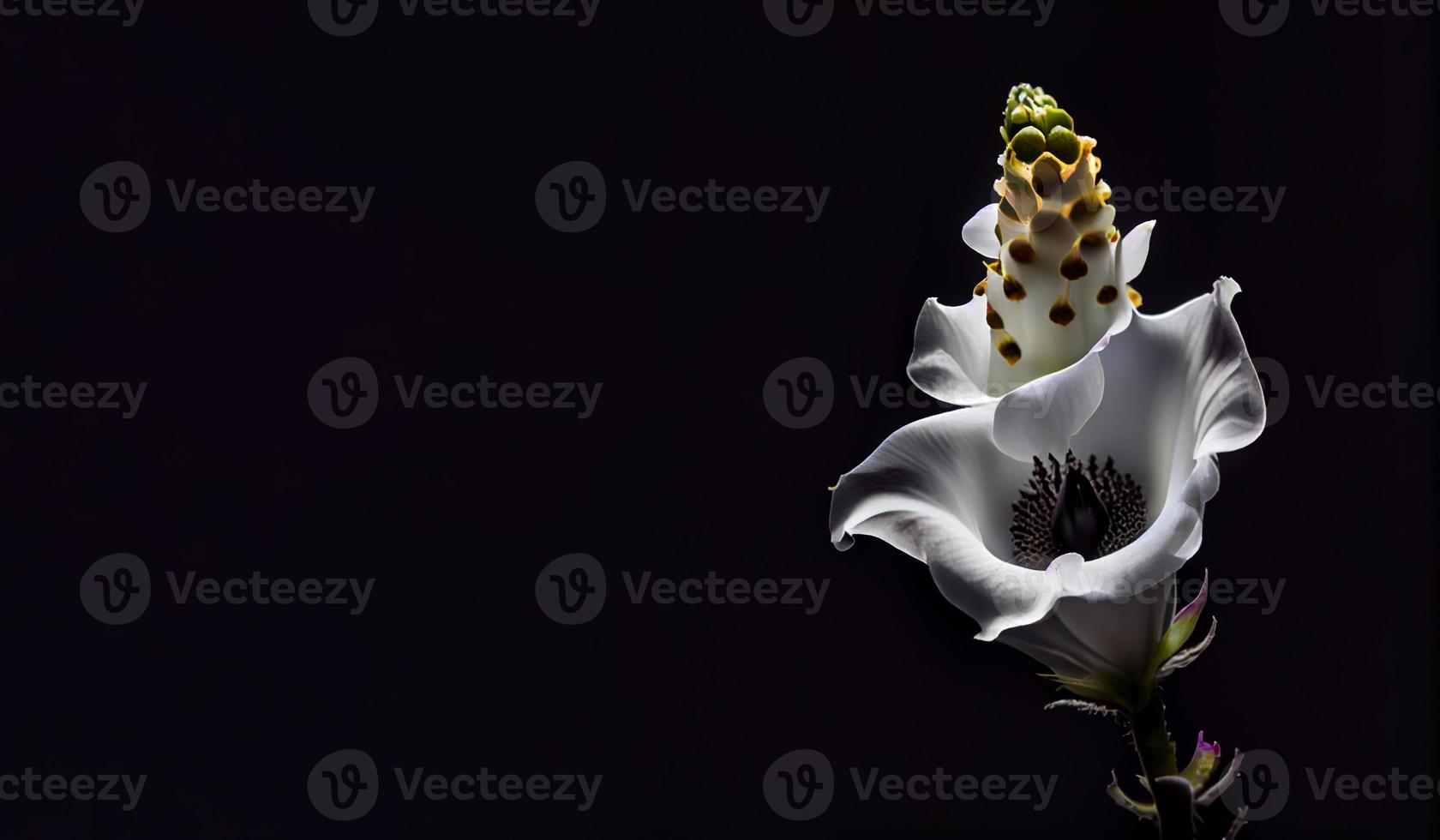 dark white snapdragon flower in black backgroud photo