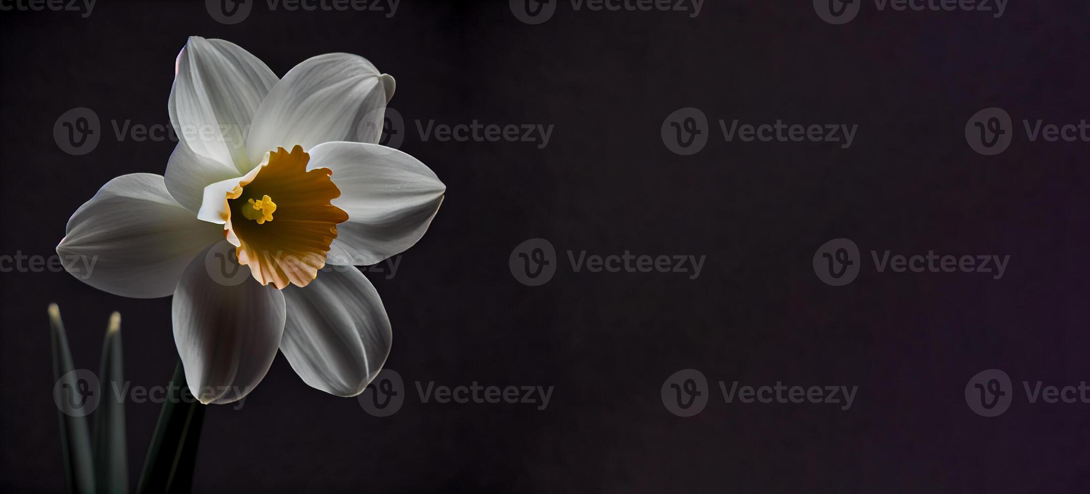 Dark daffodil flower in black background photo
