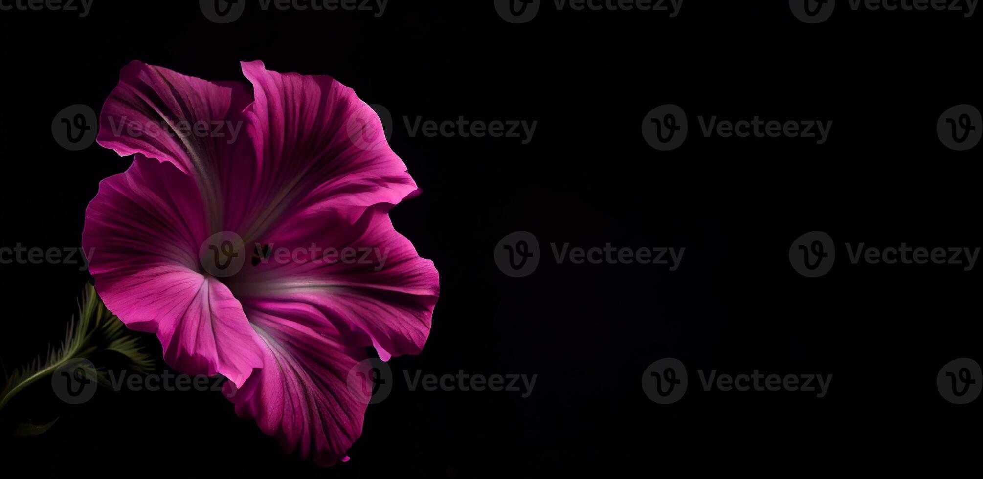 Dark petunia flower in black background photo