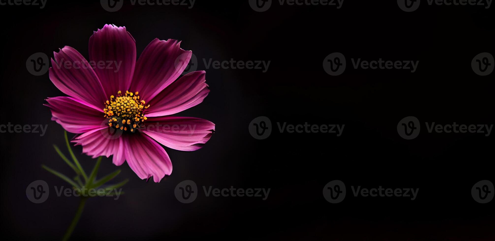 Dark cosmos flower in black background photo