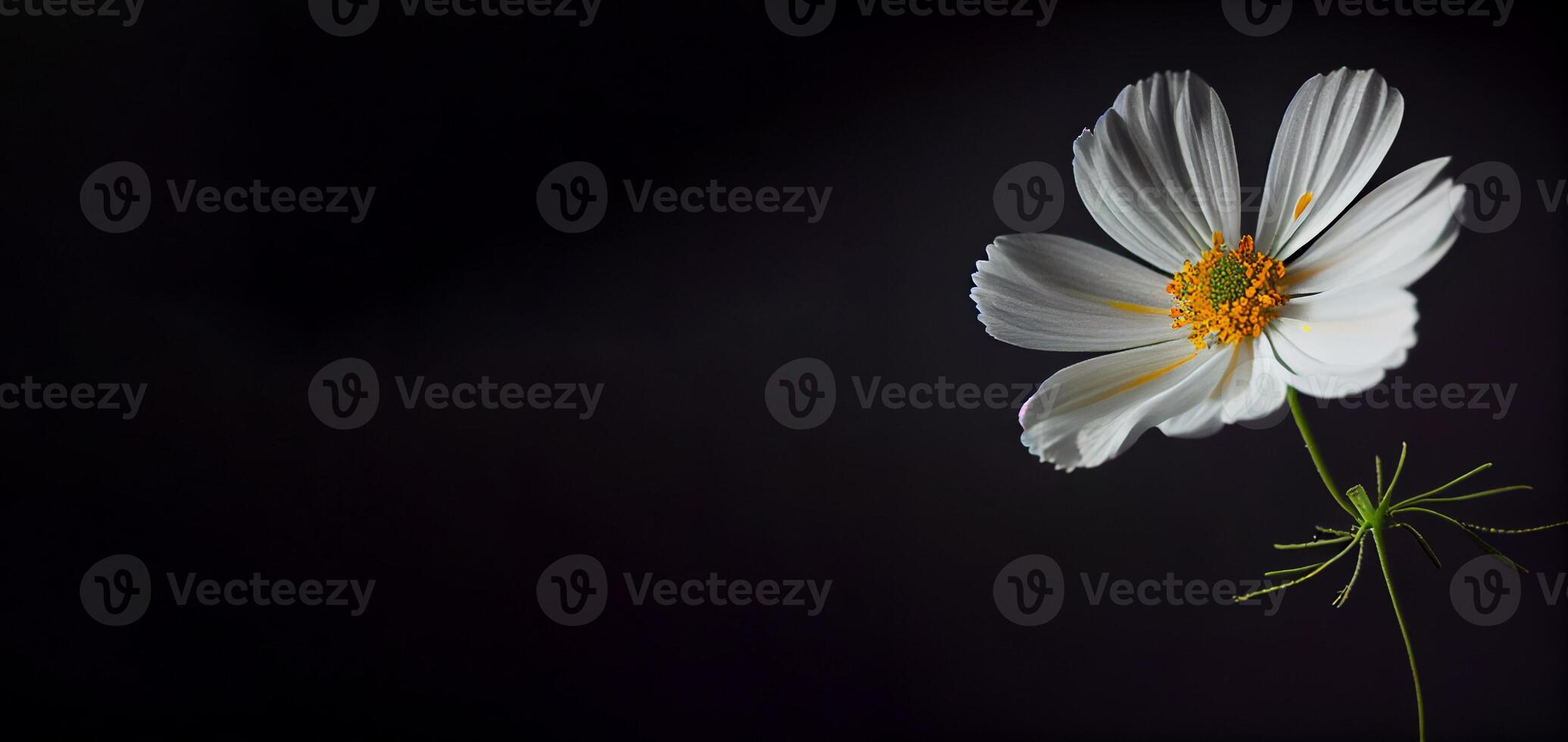 Dark white cosmos flower in black background photo