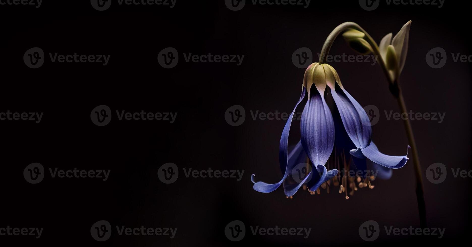 dark bluebell flower black background photo