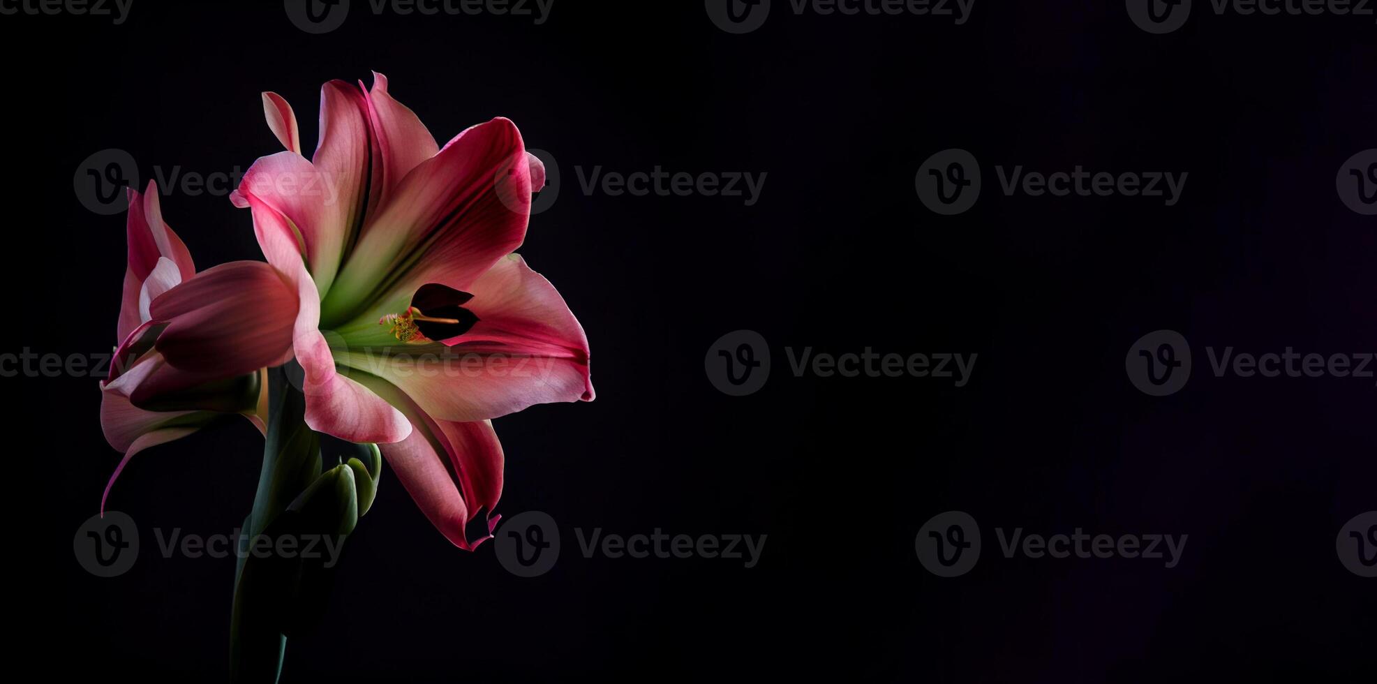 dark pink Amaryllis flower in black background photo