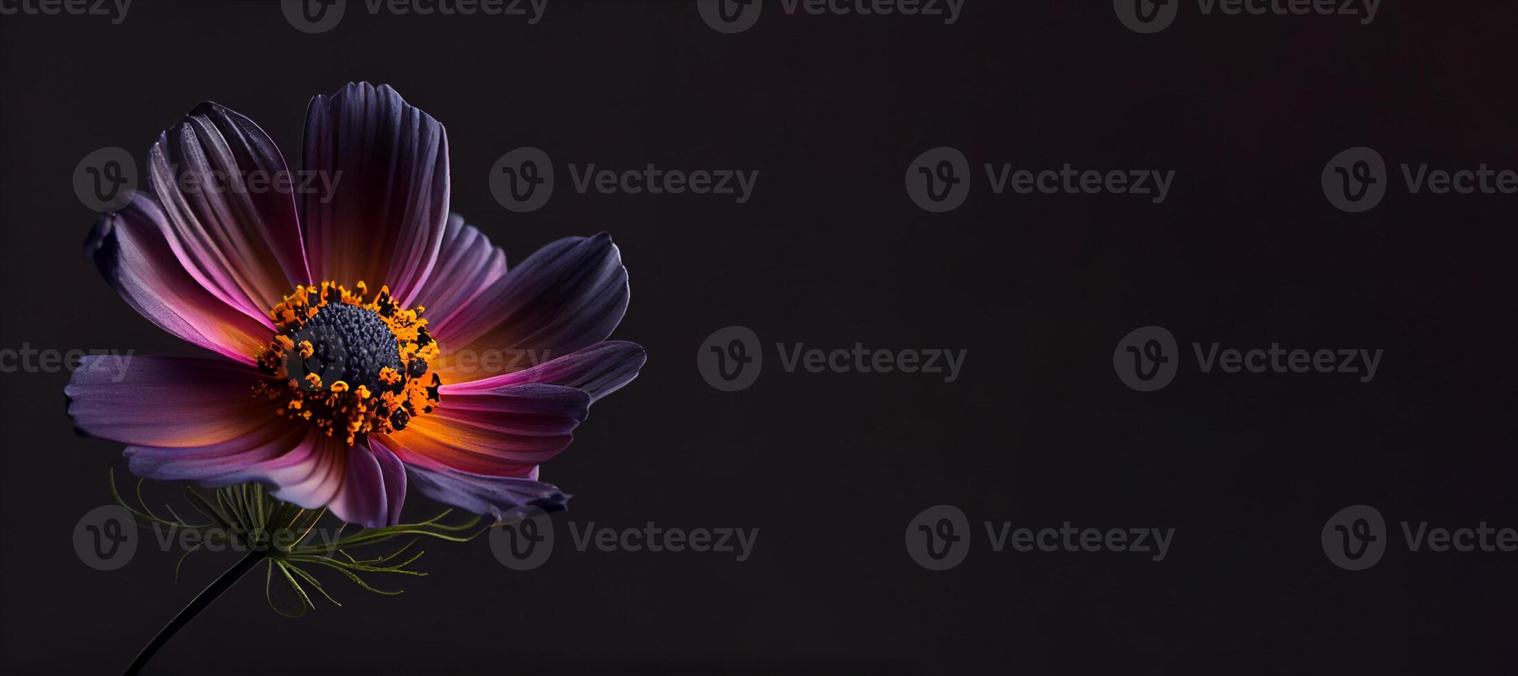 Dark cosmos flower in black background photo