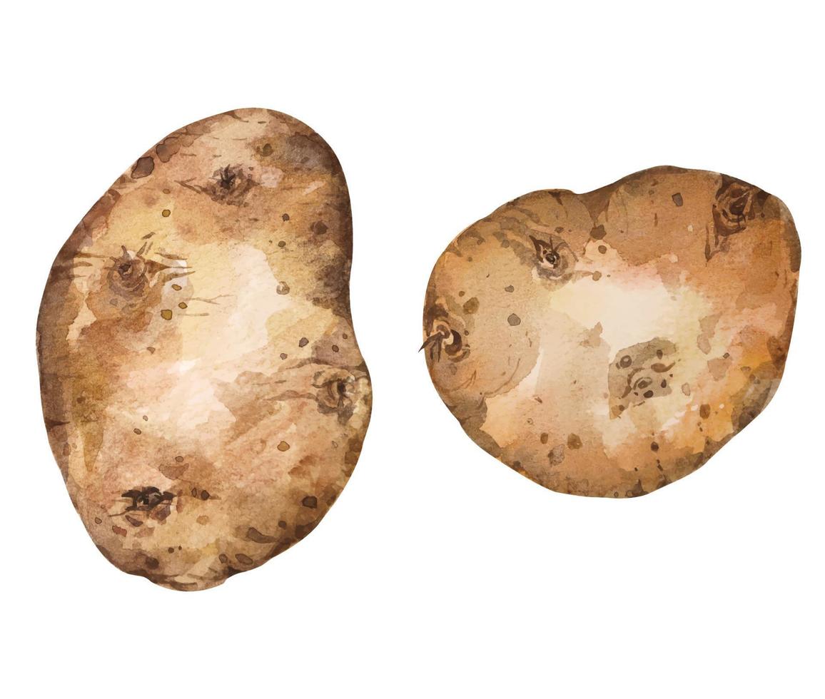 watercolor painting of potato.Hand drawn vegetable.Cooking ingredients. vector