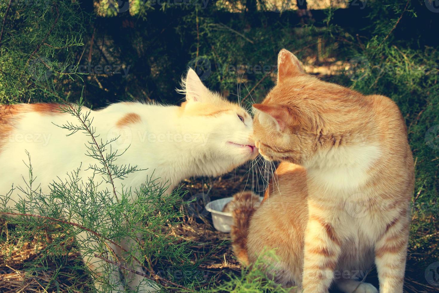 Two cats kissing. Toned image. photo