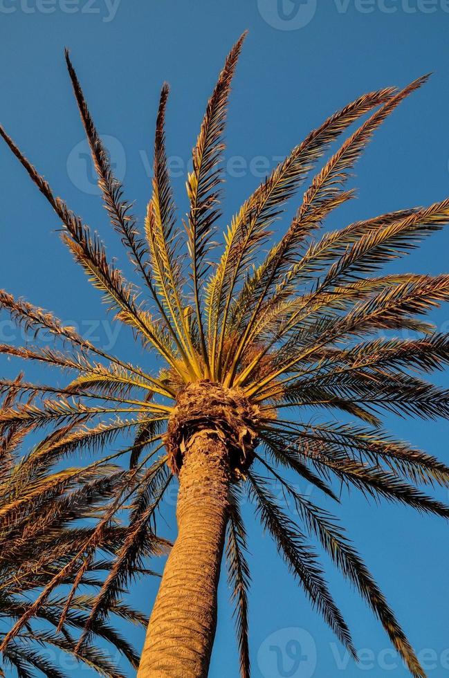 escénico palma árbol ver foto