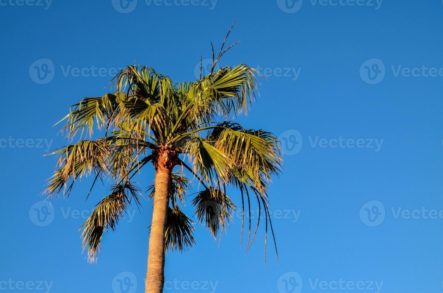 Scenic palm tree view photo