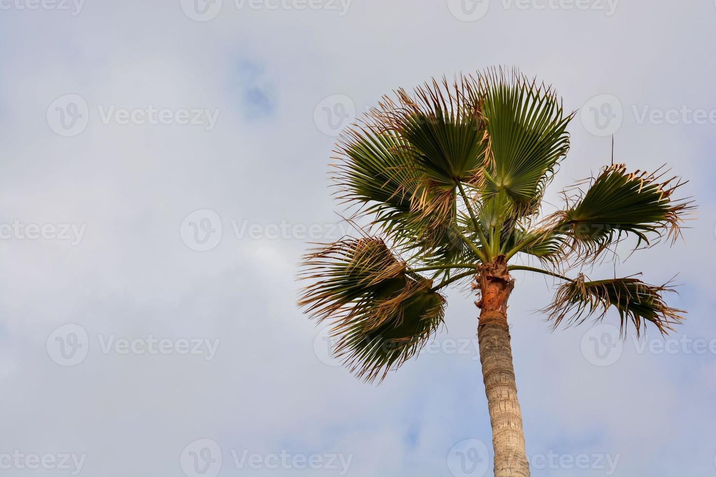 Scenic palm tree view photo