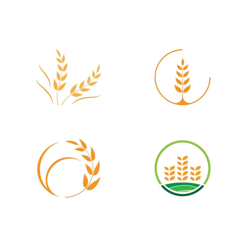 Agriculture wheat vector