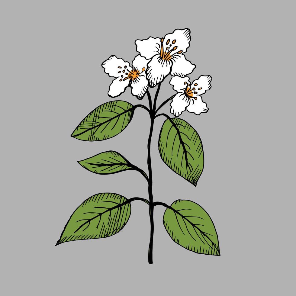 Jasmine. Illustration of a branch of a jasmine plant. Decorative fragrant plant with white flowers is drawn by hand. Vector