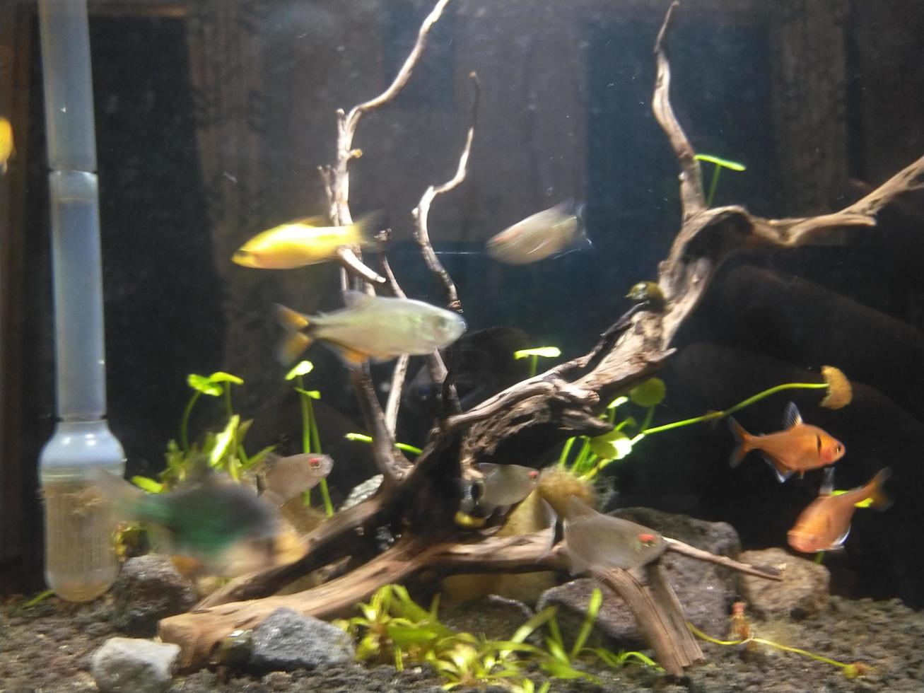 fish exploring the beauty and uniqueness of one of the world's most popular ornamental fish photo