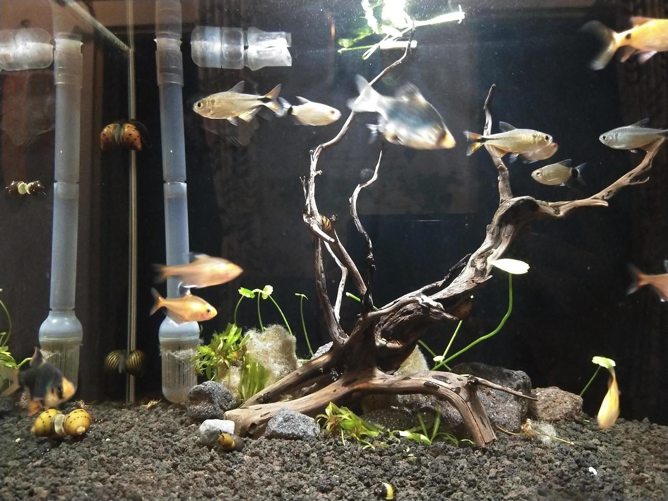 fish exploring the beauty and uniqueness of one of the world's most popular ornamental fish photo