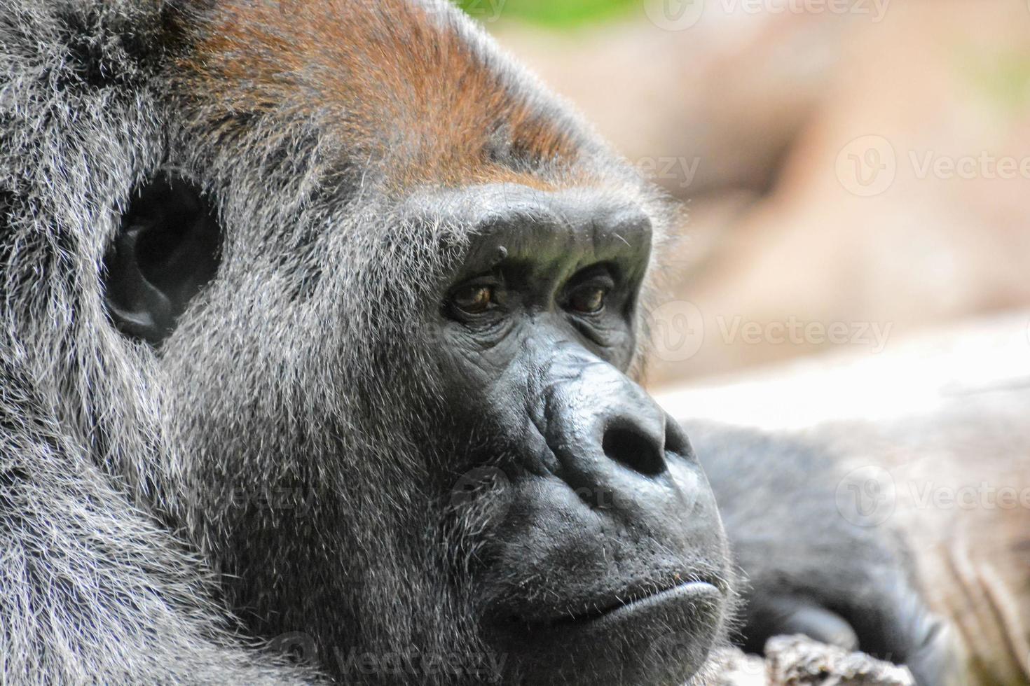 Gorilla at the zoo photo