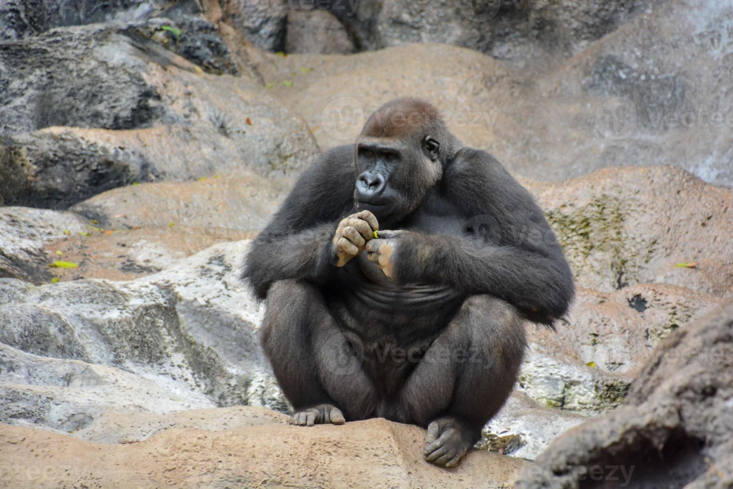 Gorilla at the zoo photo