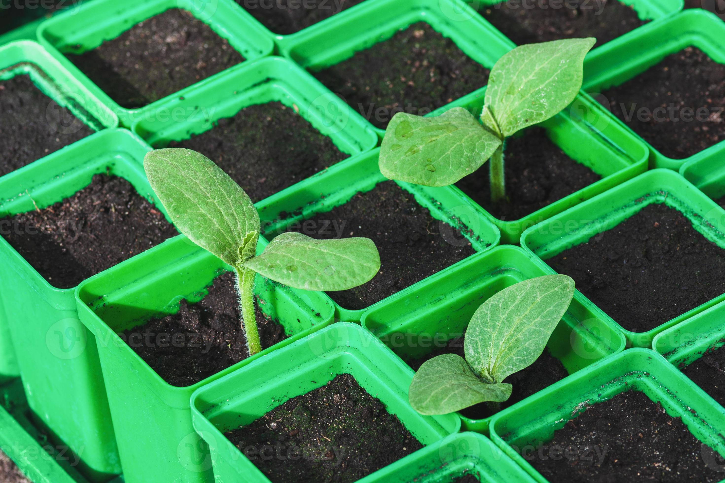 Seedlings in green plastic containers, germinative quality of vegetable