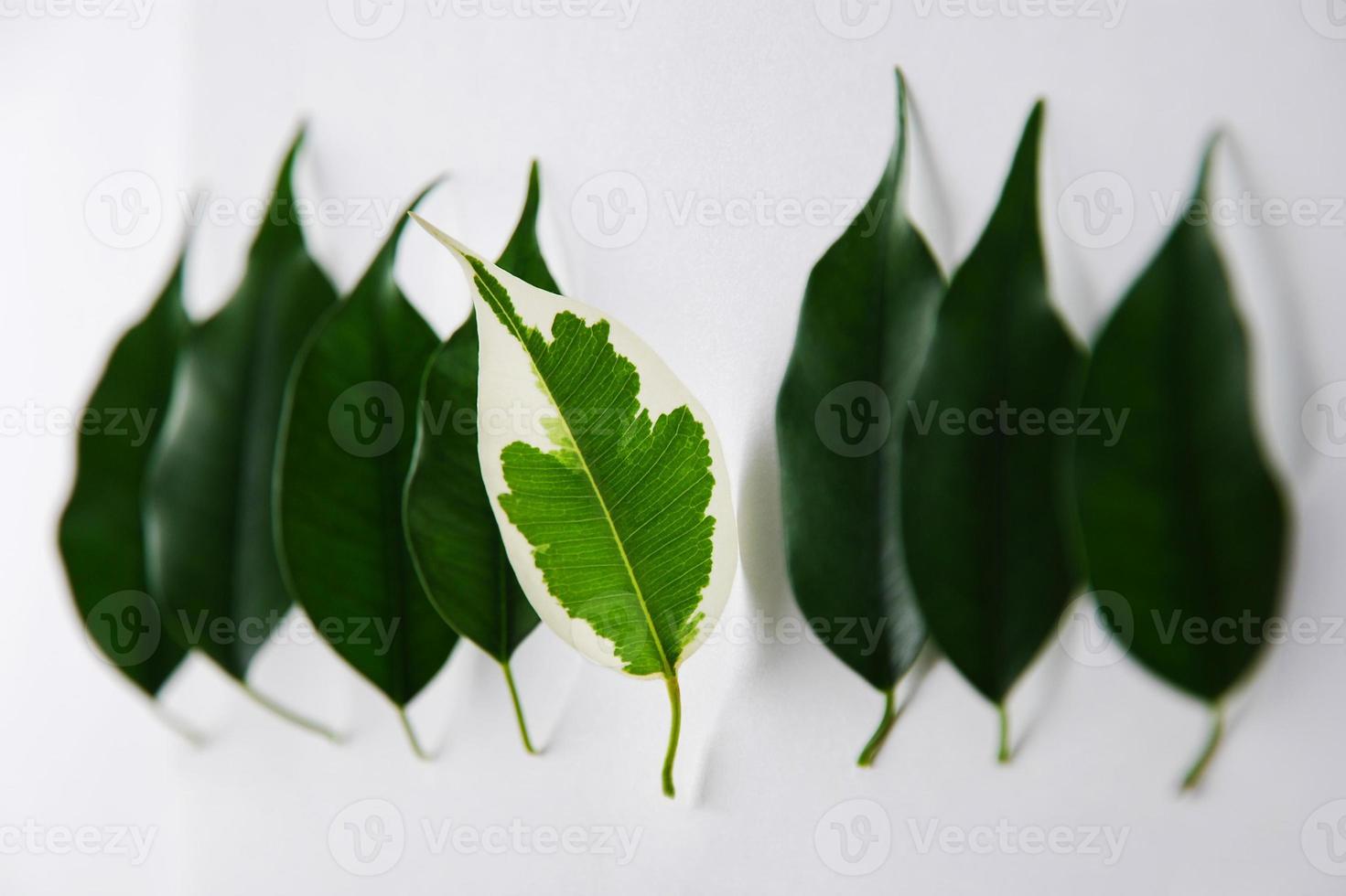 Leaf with white spots outstanding from the row of green leaves. Vitiligo skin problem symbol. Being different but together with the others. photo