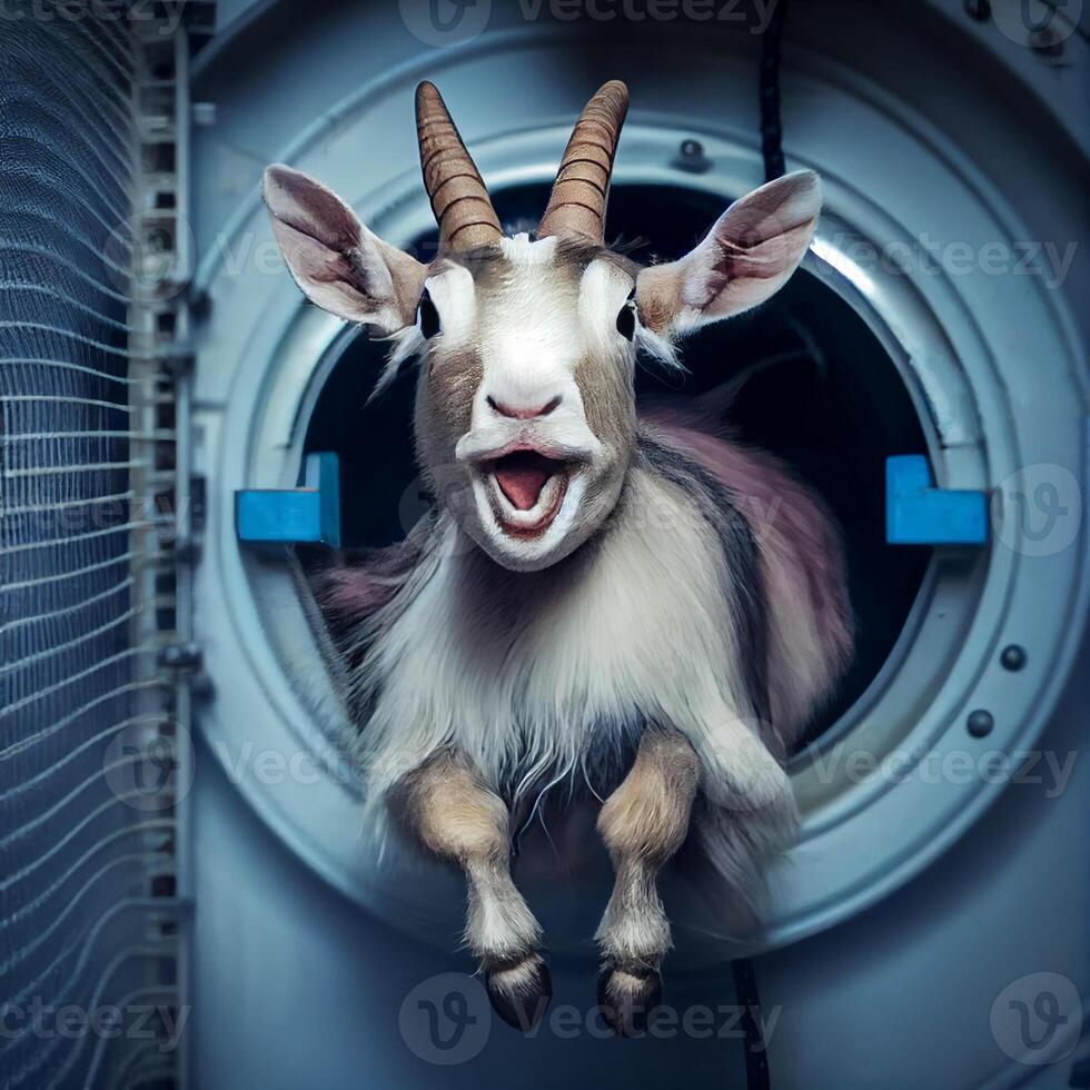 goat stuck in washing machine funny meme illustration photo