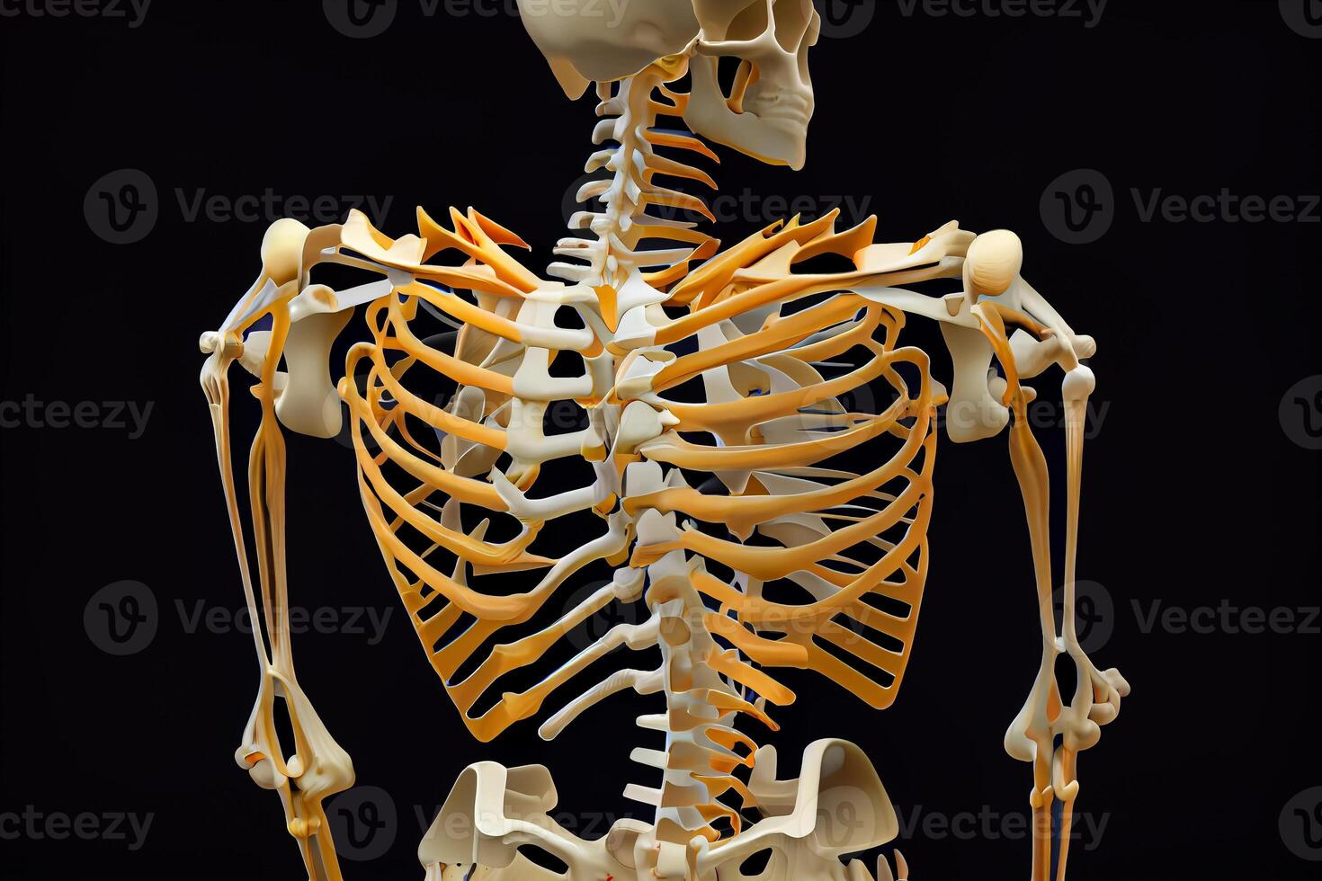 curved spine scoliosis, human skeleton with scoliosis, illustration photo