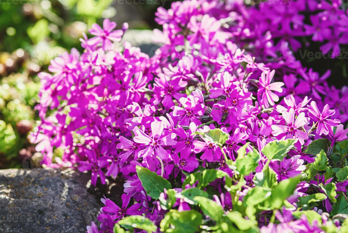 Moss phlox Purple Beauty Phlox subulata in alpine rock garden, photo