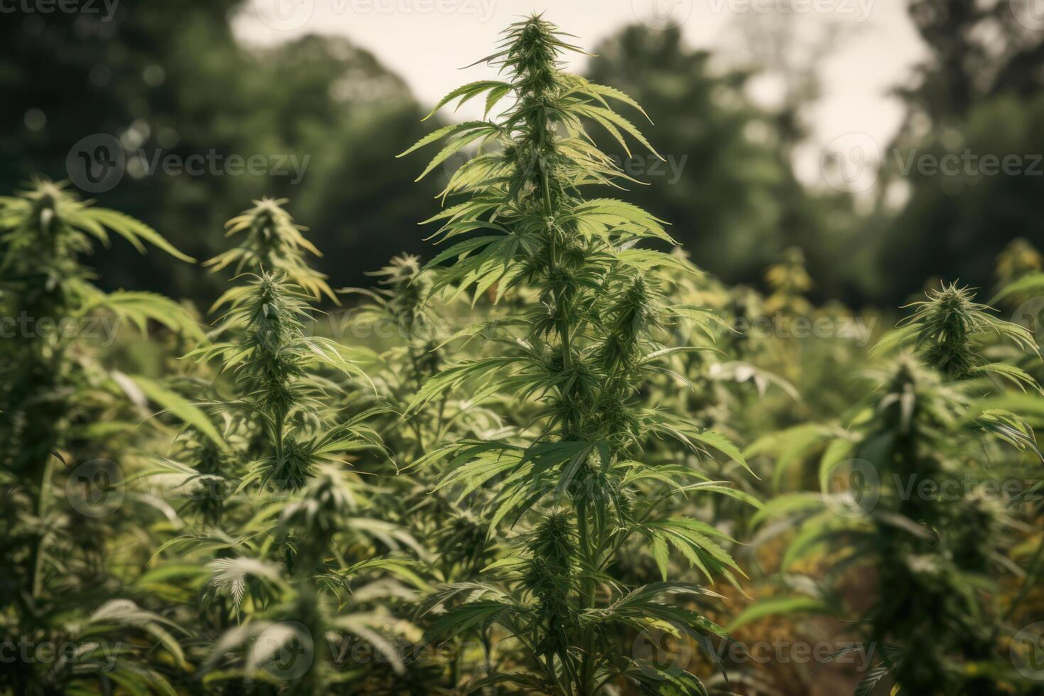 growing green marijuana flowering plant on outdoor photo