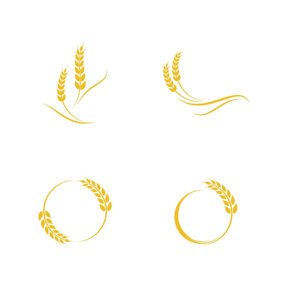 Agriculture wheat vector