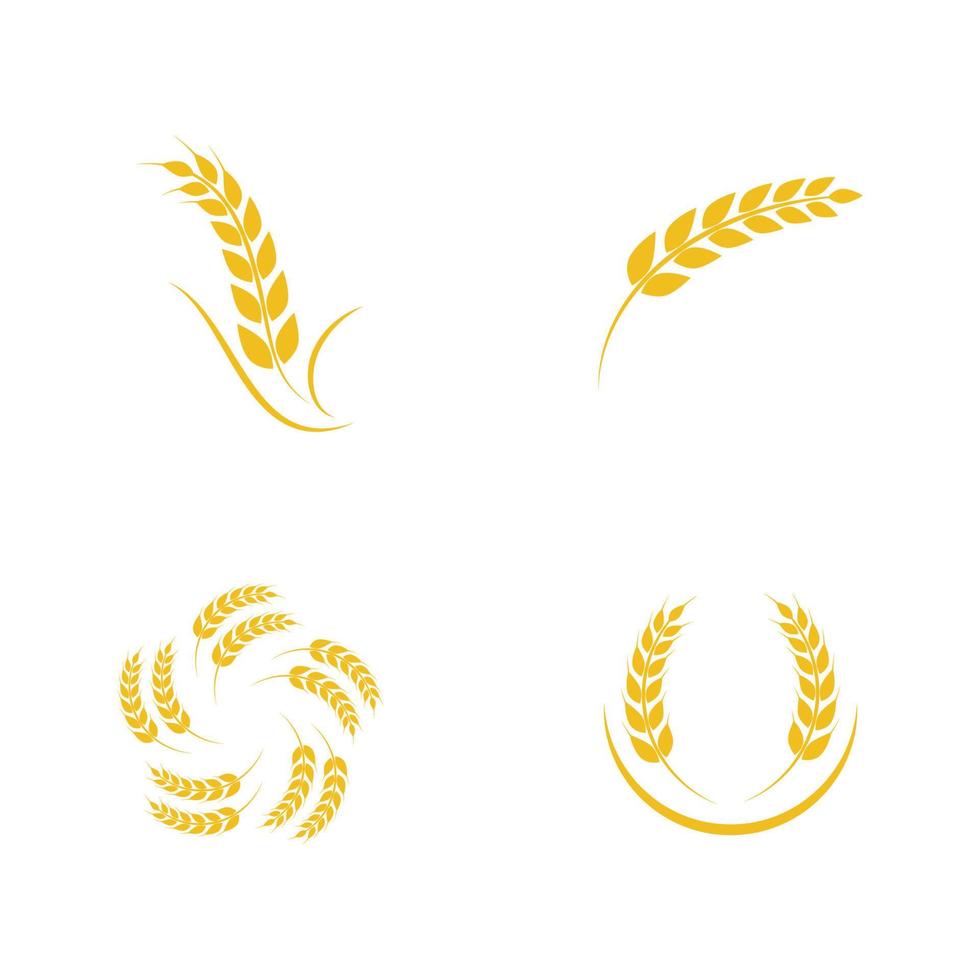 Agriculture wheat vector