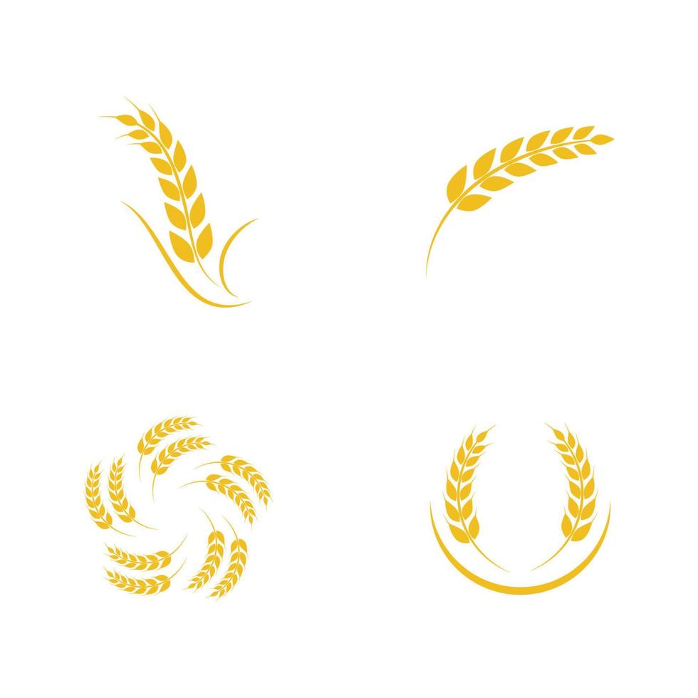 Agriculture wheat vector