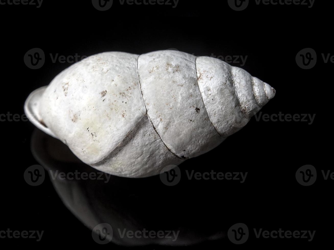 Fossil of Land snail shell photo
