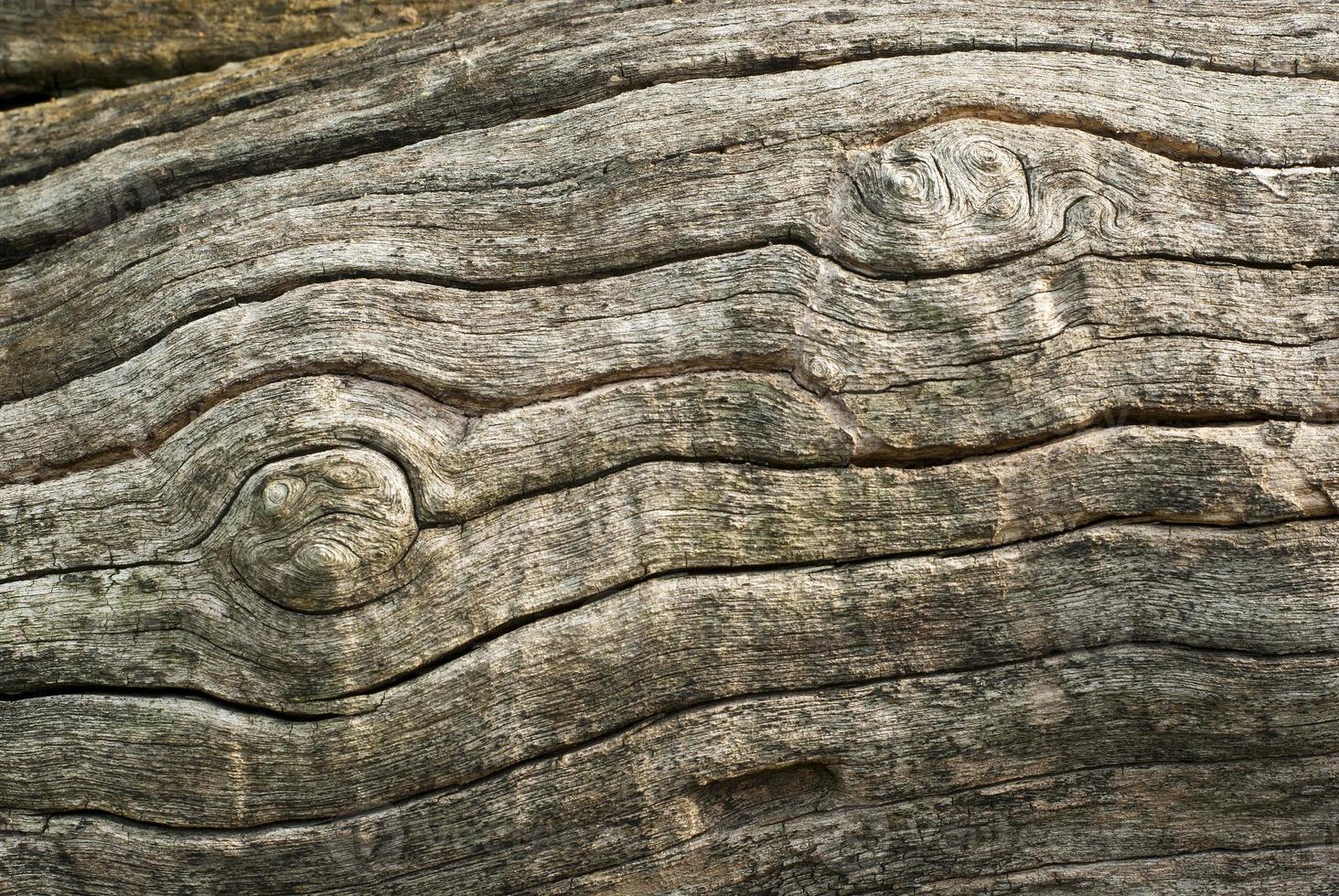 Textura superficial abstracta y trincheras en la corteza del tronco de un árbol foto