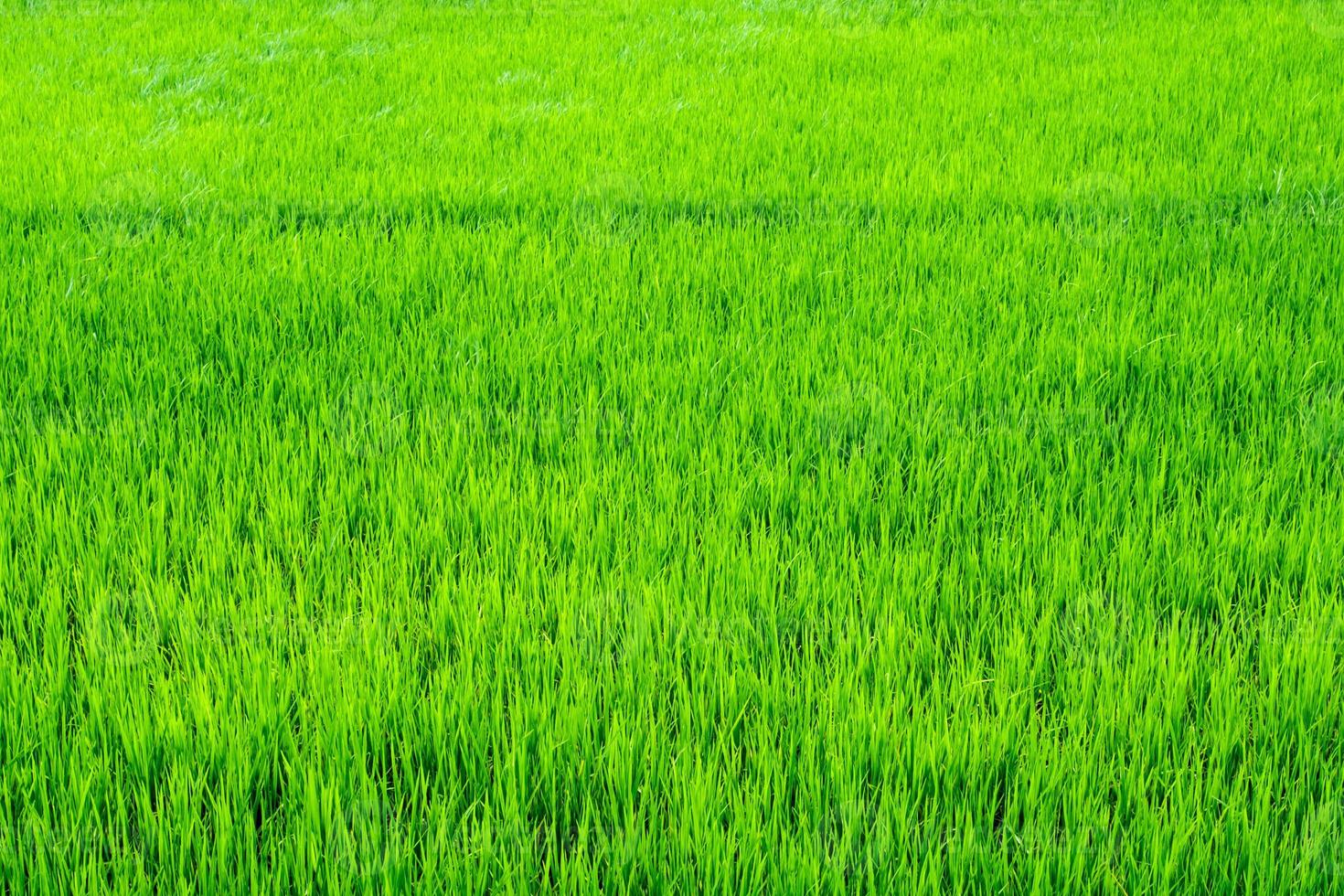 Rice field scenery in thailand, green background photo