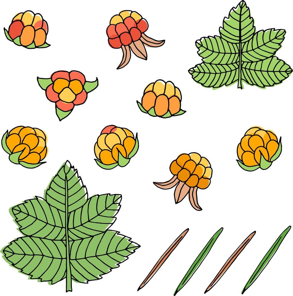 A set of different cloudberry berries, leaves and coniferous needles. vector