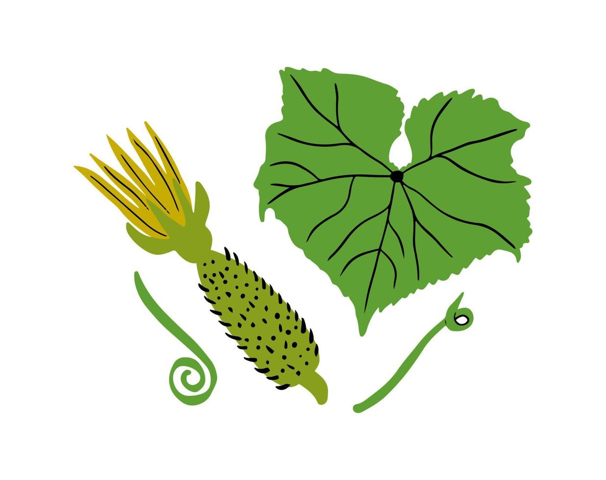 Young flowering cucumber fruit with leaf and tendrils isolated on white background. Hand drawn vector illustration.