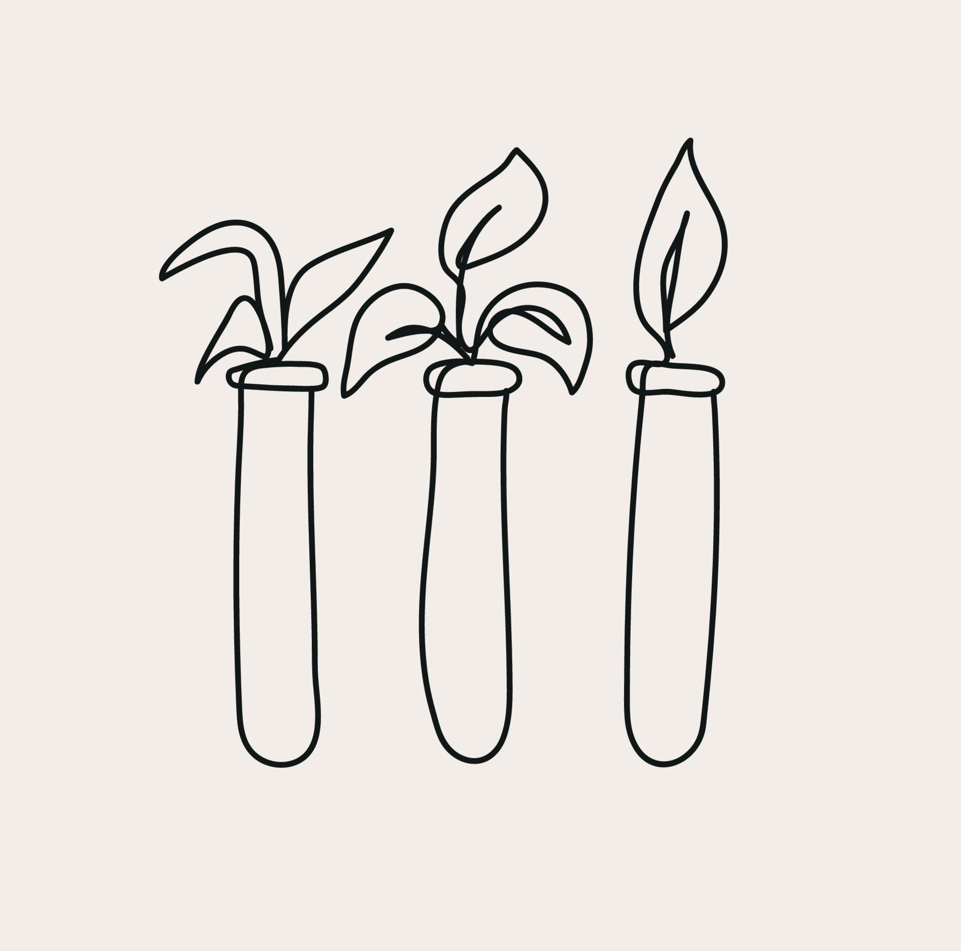Plant In Flask Line Art, Biology Outline Drawing, Simple Sketch