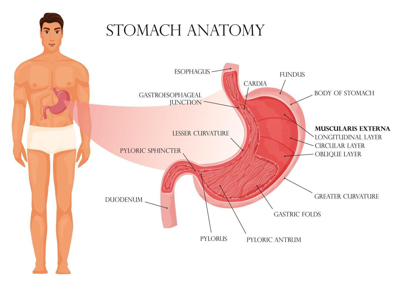 estómago anatomía infografía con humano cuerpo vector