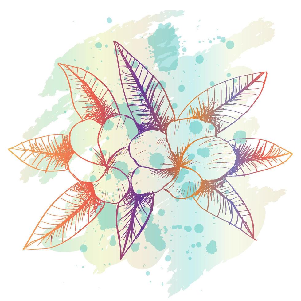 bosquejo dibujo de frangipani flor vector