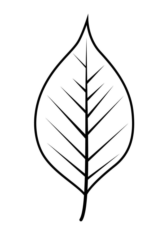 Simple Leaf Vector Illustration EPS10