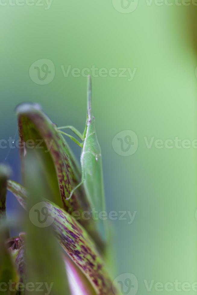 Grasshopper perched on a lotus flower photo