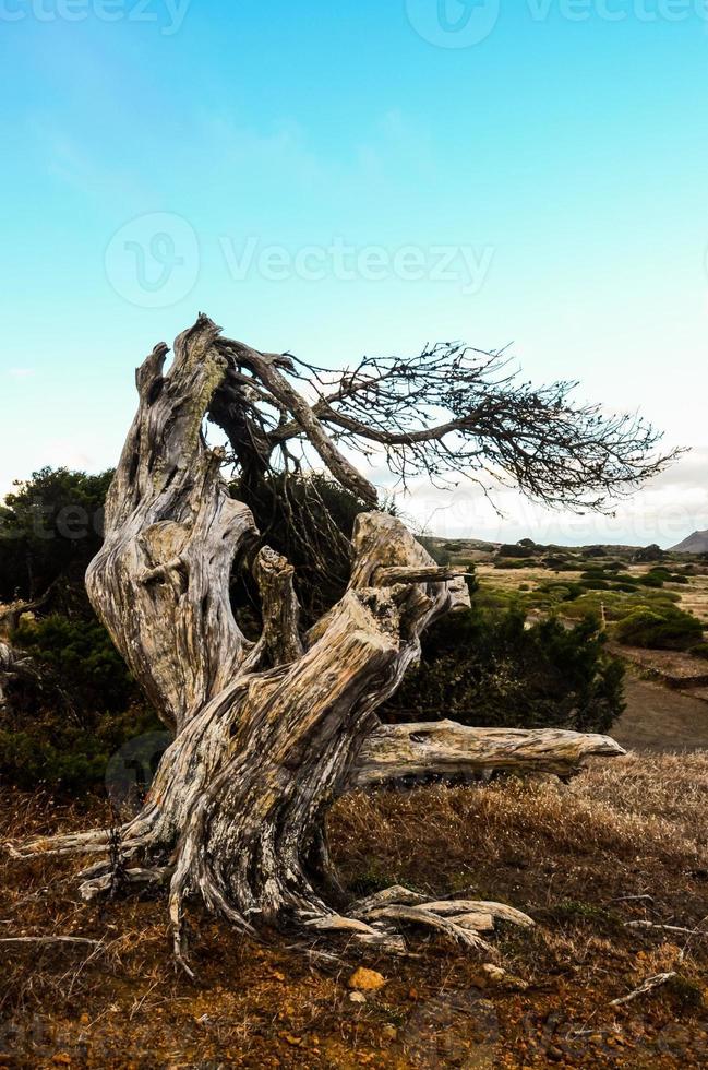 Twisted tree trunk photo